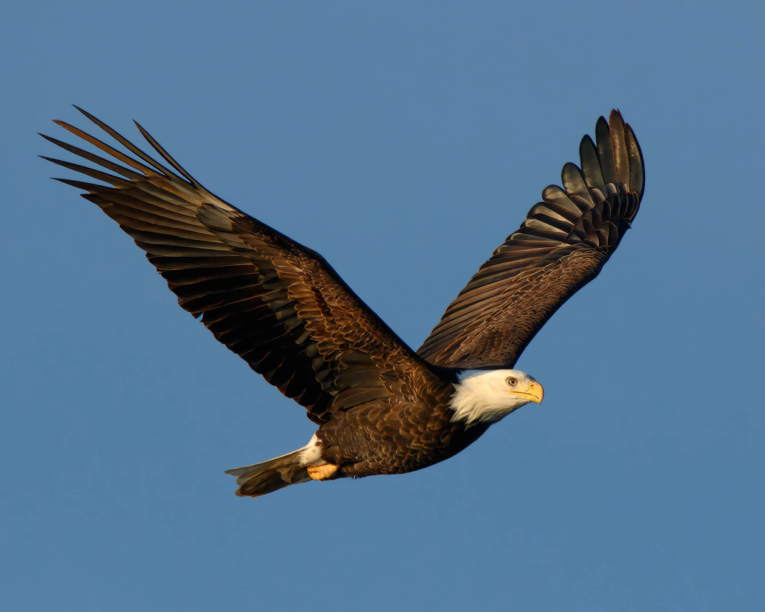 EAGLES — Mark Schumann Photography